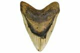 Huge, Fossil Megalodon Tooth - North Carolina #146778-1